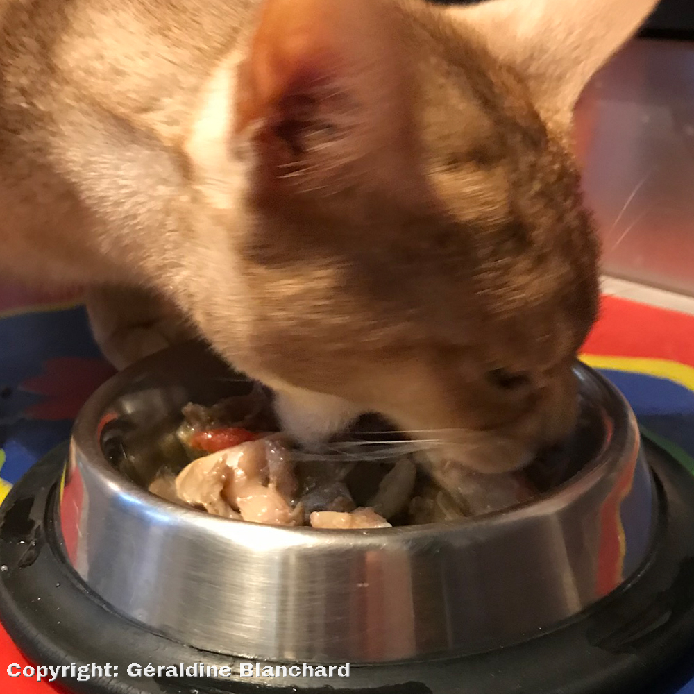 recette de ration faite maison pour un chat